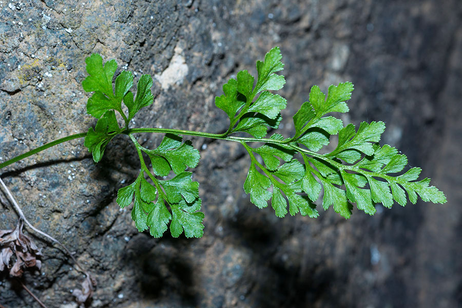 Asplenium ruta-muraria